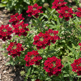 3 Red Verbena Plants Live, Verbena Flower Plant, 4-6 Inch Tall