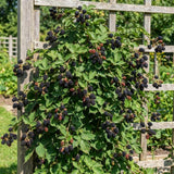 2 Big Live Black Berry Plants, Perennial Berry Bush, 4-6 Inch Tall