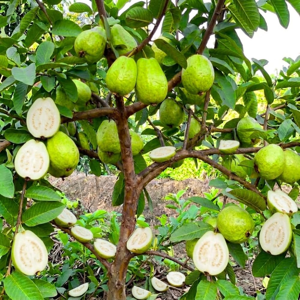 White Guava Live Plant, Well-Rooted Fruit Tree, 7-9 Inch Tall