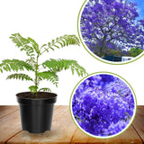 Blue Jacaranda Tree Live Plant, 5-8 Inch Tall, 4 Inch Pot