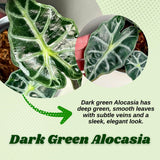 2 Dark Green Alocasia Live Plants, Alocasia Indoor Housplant, 4-6 Inch Tall