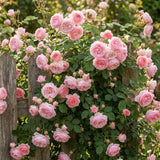 Light Pink Live Rose Plant, Fragrant Garden Rose, 2-3 Inch Tall