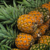2 Elite Gold Pineapple Plants Live, Garden Plant, 4-7 Inch Tall