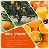 Navel Orange Tree Plant Live, Hardy Garden Plant, 1-2 Ft Tall, 1 Gallon Pot