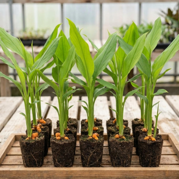 Turmeric Plant Live, Curcuma Turmeric Rhizomes Root, 4-6 Inch Tall