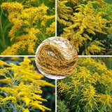 20 Yellow Goldenrod Live Bare Roots
