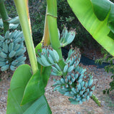 Blue Ice Cream Banana Plant Live, Sweet Fruit Banana Tree 4-7 Inch Tall