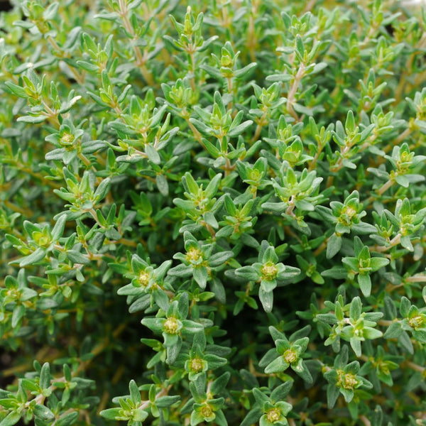 2 Thyme Live Plants, Home Garden Plant, 4-6 Inch Tall