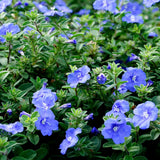2 Evolvulus Live Plants, Flower Plant, 4-6 Inch Tall