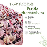 2 Purple Alternanthera Live Plants, Hardy Garden Plant, 4-6 Inch Tall