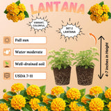 2 Chapel Hill Gold Lantana Live Plants, Lantana Flower Plant, 4-7 Inch Tall