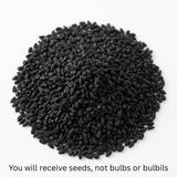 200 Egyptian Walking Onion Seeds for Planting, Garden Plant