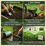 50000 Zoysia Grass Seeds for Planting, Indoor Outdoor Plant