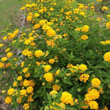 Set 2 Yellow Lantana Live Plant 4-6 Inches Tall