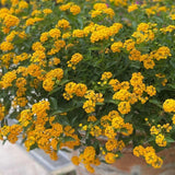 Set 2 Gold Lantana Live Plant 4-6 Inches Tall