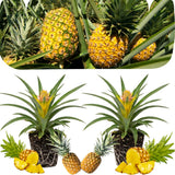 2 Elite Gold Pineapple Plants Live, Garden Plant, 4-7 Inch Tall