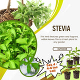 4 Stevia Live Plants, Home Garden Plant, 4-6 Inch Tall