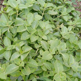 Set 2 Cuban Oregano Live Plant 4 to 5 Inch