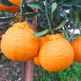 1.5 Years Old Seedless Golden Mandarin Orange Tree Live Plant, 1-2 Ft Tall