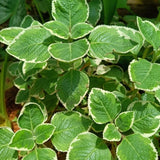 Set 3 Variegated Cuban Oregano Live Plant 4-5 Inch Tall