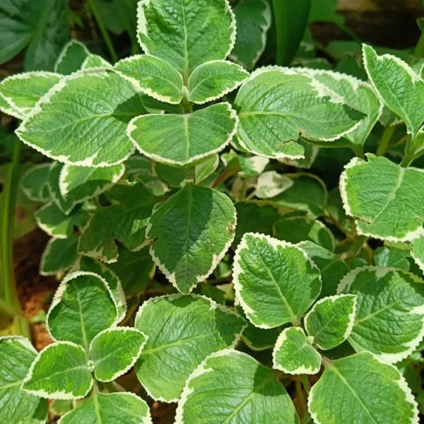 Set 3 Variegated Cuban Oregano Live Plant 4-5 Inch Tall