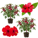 2 Cranberry Hibiscus Live Plants, Red Hibiscus Flower, 4-6 Inch Tall