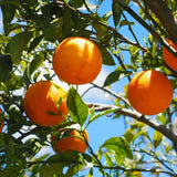 Red Navel Orange Live Tree in 1 Gallon Pot, 24–30 Inch Tall