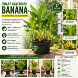Dwarf Cavendish Banana Plant, Sweet Yellow Fruit, 4-7 Inch Tall, 4 Inch Pot