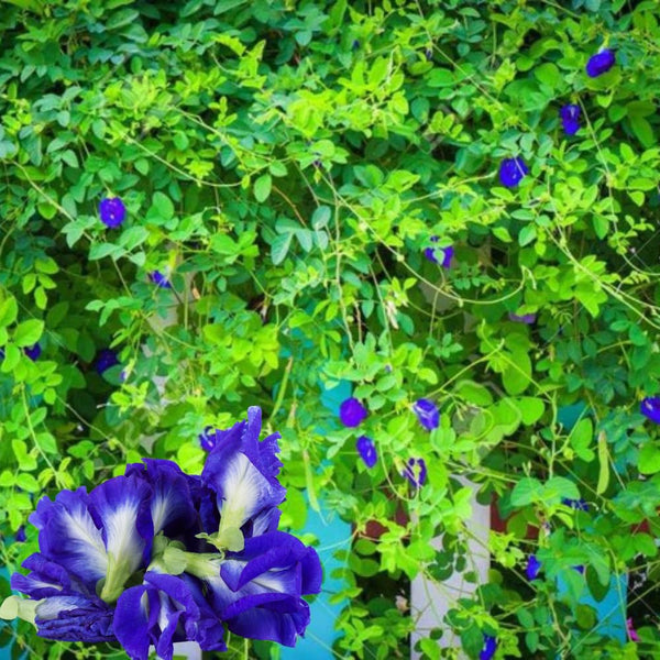 100 Butterfly Pea Seeds, Seeds for Home Garden