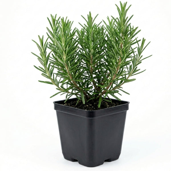 Rosemary Live Plant, Kitchen Herb Garden Plant, 4 Inch Pot