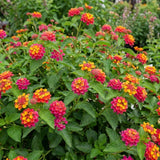 2 Rose Yellow Lantana Live Plants, Outdoor Garden Plant, 4-7 Inch Tall
