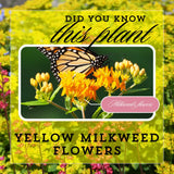 2 Yellow Milkweed Live Plants, Asclepias Tuberosa, 4-6 Inch Tall