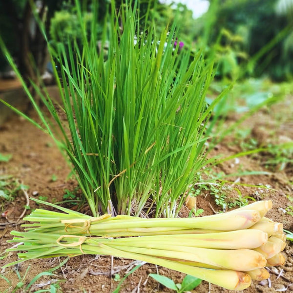 3 Lemongrass Live Plants, Home Garden Plant, 4-6 Inch Tall