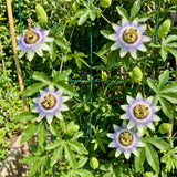 2 Blue Live Passion Flower Plants, Ready to Grow Plant, 4-7 Inch Tall