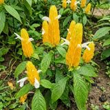 3 Yellow Shrimp Plants Live, Vibrant Flower Starter Plant, 4-7 Inch Tall