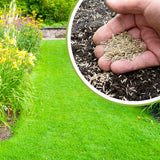 10000 Zoysia Grass Seeds for Lawn, Emerald Zoysia Grass Seed