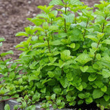 Orange Mint Live Plant, Indoor Outdoor Herb Plant, 3.5 Inch Pot