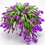 Purple Thanksgiving Cactus Plant Live, Indoor Houseplant, 5-9 Inch Tall
