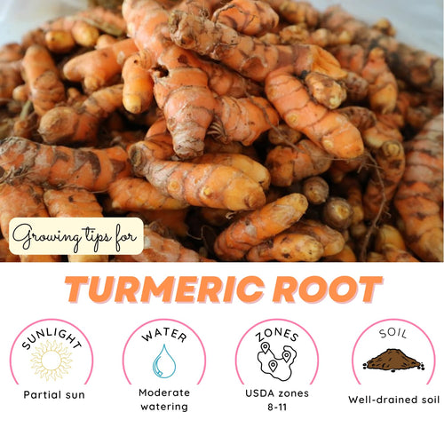 10 Yellow Turmeric Live Roots, Indoor Outdoor Plant