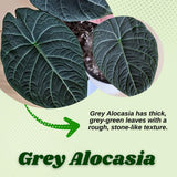2 Grey Alocasia Live Plants, Alocasia Indoor Housplant, 4-6 Inch Tall