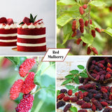 Red Mulberry Fruit Plant Live 6-8 Inches Tall