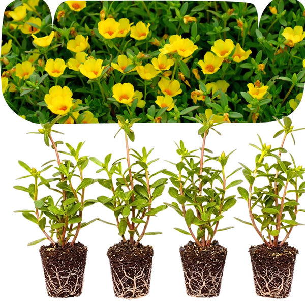 4 Yellow Portulaca Plants Live, Moss Rose Flower, Live Starter Plant, 4-7 Inch Tall