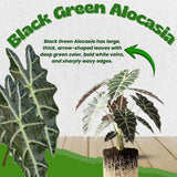 2 Black Green Alocasia Plants Live, Alocasia Houseplant, 2 Ft Tall