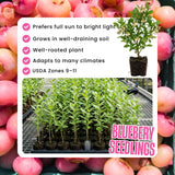 2 Pink Lemonade Blueberry Live Plant, Backyard Berry Bush, 4-6 Inch Tall