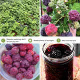 2 Purple Raspberry Live Plants, Indoor Outdoor Plant, 4-6 Inch Tall