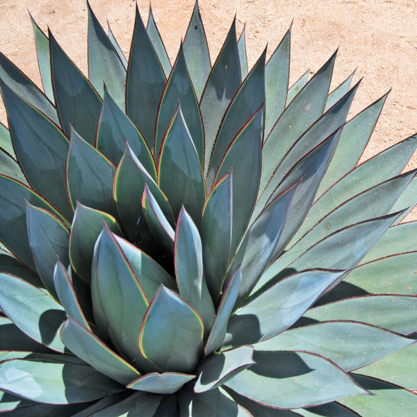 Blue Agave Succulent Live Plant, Yard Landscape Plant, 4 Inch Pot