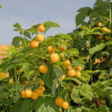 2 Fall Gold Raspberry Live Plants, 4-6 Inch Tall