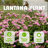 Set 2 Pink to Yellow Lantana Live Plant 4-6 Inches Tall