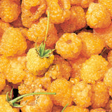 2 Fall Gold Raspberry Live Plants, 4-6 Inch Tall