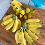 Sweet Live Banana Plant, Live Starter Plant, 4-6 Inch Tall